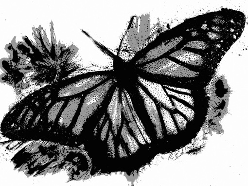 The Death Moth - Monarch
